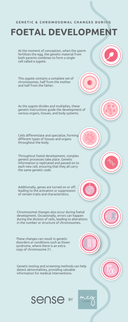 An infographic of genetic & chromosomal changes during foetal development